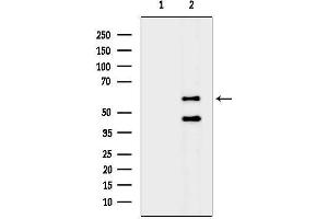 anti-Fyn-Related Kinase (FRK) (Internal Region) antibody