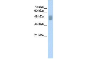 WB Suggested Anti-IRF3 Antibody Titration:  0. (IRF3 anticorps  (C-Term))