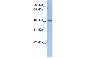 WB Suggested Anti-DCX Antibody Titration:  0.
