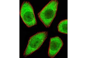 Fluorescent image of A549 cells stained with STRADA Antibody (C-term) C. (STRADA anticorps  (C-Term))