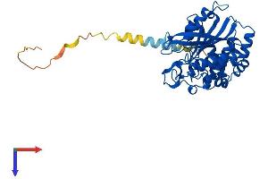 AlphaFold protein structure predicition of Human Recombinant QPCTL Protein, UniprotID Q9NXS2