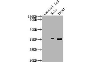 Immunoprecipitating SUMF2 in Hela whole cell lysate Lane 1: Rabbit control IgG instead of ABIN7170931 in Hela whole cell lysate. (SUMF2 anticorps  (AA 26-301))