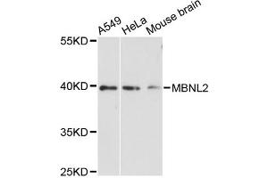 Western blot analysis of extracts of various cell lines, using MBNL2 antibody (ABIN6293359) at 1:3000 dilution. (MBNL2 anticorps)