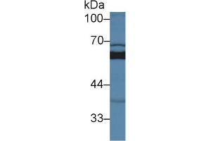 Western Blot; Sample: Mouse Liver lysate; Primary Ab: 2µg/ml Rabbit Anti-Bovine SUOX Antibody Second Ab: 0.