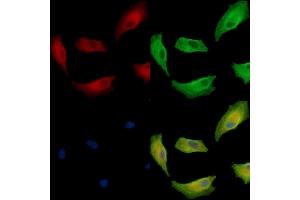 ABIN7095062 and ABIN7099118 staining  cells by IF/ICC. (DGKG anticorps)