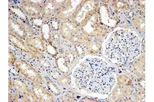 ABIN4902766 (4µg/ml) staining of paraffin embedded Human Kidney.