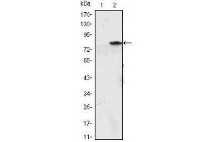 Western Blot showing MYOD1 antibody used against HEK293 (1) and MYOD1 (AA: 1-200)-hIgGFc transfected HEK293 (2) cell lysate.