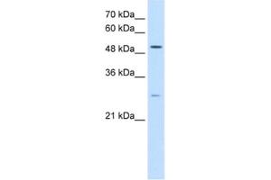 Western Blotting (WB) image for anti-Ribosomal RNA Processing 1 Homolog A (RRP1) antibody (ABIN2462903) (RRP1 anticorps)