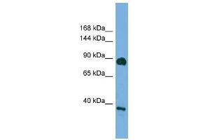 DLG4 antibody used at 0. (DLG4 anticorps)