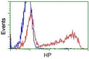 HEK293T cells transfected with either RC223612 overexpress plasmid (Red) or empty vector control plasmid (Blue) were immunostained by anti-HP antibody (ABIN2453138), and then analyzed by flow cytometry. (Haptoglobin anticorps)
