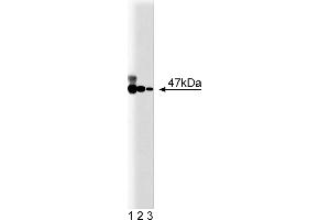 Western Blotting (WB) image for anti-Neutrophil Cytosol Factor 1 (NCF1) (AA 18-197) antibody (ABIN967919) (NCF1 anticorps  (AA 18-197))