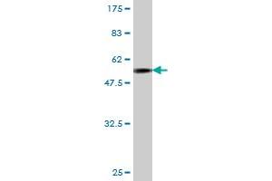 Western Blot detection against Immunogen (55. (JAM2 anticorps  (AA 29-298))