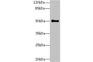 Western blot All lanes: IFI44 antibody at 6 μg/mL + Mouse lung tissue Secondary Goat polyclonal to rabbit IgG at 1/10000 dilution Predicted band size: 51, 15 kDa Observed band size: 51 kDa (IFI44 anticorps  (AA 101-300))