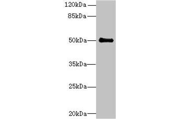 IFI44 anticorps  (AA 101-300)