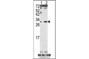 Western blot analysis of DKK2 using DKK2 Antibody using 293 cell lysates (2 ug/lane) either nontransfected (Lane 1) or transiently transfected with the DKK2 gene (Lane 2). (DKK2 anticorps  (N-Term))