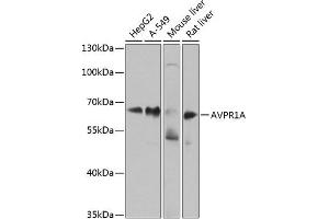 Western blot analysis of extracts of various cell lines, using A antibody (ABIN6129944, ABIN6137377, ABIN6137378 and ABIN6224448) at 1:1000 dilution. (AVPR1A anticorps  (AA 349-418))