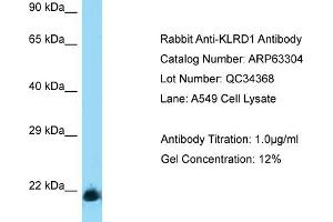 Western Blotting (WB) image for anti-Killer Cell Lectin-Like Receptor Subfamily D, Member 1 (KLRD1) (Middle Region) antibody (ABIN2789440) (CD94 anticorps  (Middle Region))