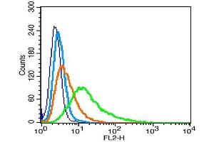 Rat RSC96 cells probed with Nephrin Polyclonal Antibody, Unconjugated  (green) at 1:100 for 30 minutes followed by a PE conjugated secondary antibody compared to unstained cells (blue), secondary only (light blue), and isotype control (orange).
