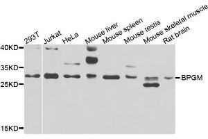 Western blot analysis of extracts of various cells, using BPGM antibody. (BPGM anticorps)