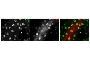 anti-Ubiquitin Specific Peptidase 9, X-Linked (USP9X) (C-Term) antibody