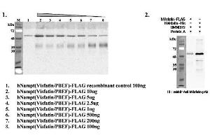 Immunoprecipitation of recombinant human Nampt (Visfatin/PBEF) proteins using anti-Nampt (Visfatin-PBEF), mAb (OMNI379) . (NAMPT anticorps)