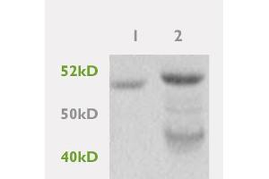 SDS-PAGE (SDS) image for anti-Peroxisome Proliferator-Activated Receptor gamma (PPARG) (AA 101-200) antibody (ABIN669711)