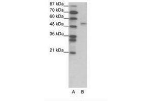 Image no. 1 for anti-Forkhead Box D2 (FOXD2) (AA 39-88) antibody (ABIN202659) (FOXD2 anticorps  (AA 39-88))