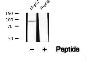 Western blot analysis of extracts of HepG2 cells, using Phospho-Calnexin(Ser564) Antibody. (Calnexin anticorps  (pSer564))