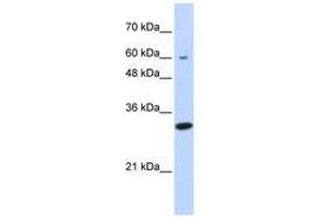 Image no. 1 for anti-Leucine Rich Repeat Containing 57 (LRRC57) (N-Term) antibody (ABIN6741353) (LRRC57 anticorps  (N-Term))