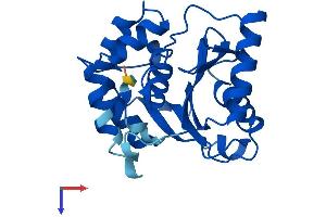 AlphaFold protein structure predicition of Human Recombinant UCHL3 Protein, UniprotID P15374