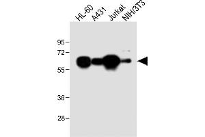 All lanes : Anti-METTL14 Antibody (N-Term) at 1:2000 dilution Lane 1: HL-60 whole cell lysate Lane 2: A431 whole cell lysate Lane 3: Jurkat whole cell lysate Lane 4: NIH/3T3 whole cell lysate Lysates/proteins at 20 μg per lane. (METTL14 anticorps  (AA 2-36))