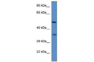 Western Blot showing Pxmp3 antibody used at a concentration of 1. (PEX2 anticorps  (N-Term))