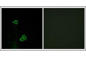Immunofluorescence analysis of COS7 cells, using CXCR7 Antibody.
