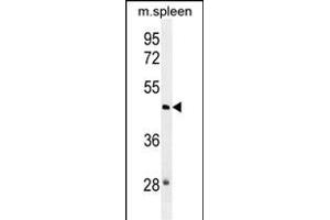 NSUN3 Antibody (N-term) (ABIN655234 and ABIN2844838) western blot analysis in mouse spleen tissue lysates (35 μg/lane). (NSUN3 anticorps  (N-Term))