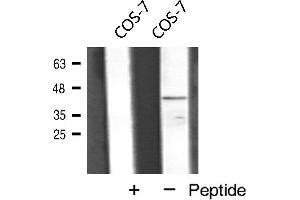 Western blot analysis of VEGFD expression in COS-7 cells (VEGFD anticorps  (Internal Region))