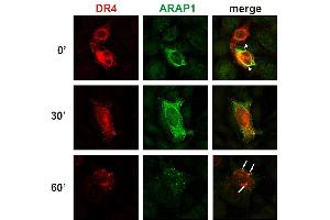 Colocalization of ARAP1 with DR4 at the plasma membrane and in early endosomes. (ARAP1 anticorps  (AA 1190-1450))