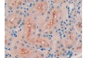Detection of COL3a1 in Rat Kidney Tissue using Polyclonal Antibody to Collagen Type III Alpha 1 (COL3a1)