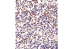 Antibody staining LAG3 in human thymus tissue sections by Immunohistochemistry (IHC-P - paraformaldehyde-fixed, paraffin-embedded sections). (LAG3 anticorps  (AA 103-132))