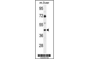 Western blot analysis of B3GNT5 Antibody in mouse liver tissue lysates (35ug/lane) (B3GNT5 anticorps  (AA 118-145))