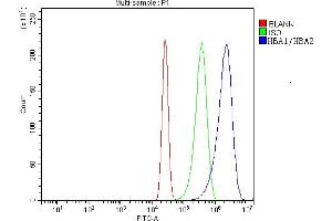 anti-Hemoglobin, alpha 1 (HBA1) (AA 2-142) antibody