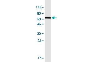 Western Blot detection against Immunogen (67.