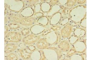 Immunohistochemistry of paraffin-embedded human kidney tissue using ABIN7176113 at dilution of 1:100