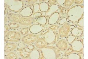 Immunohistochemistry of paraffin-embedded human kidney tissue using ABIN7176113 at dilution of 1:100 (ZNF133 anticorps  (AA 1-210))