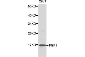 Western blot analysis of 293T cell lysate using FGF1 antibody. (FGF1 anticorps  (AA 16-155))