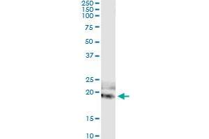 Immunoprecipitation of IL20 transfected lysate using anti-IL20 monoclonal antibody and Protein A Magnetic Bead , and immunoblotted with IL20 MaxPab rabbit polyclonal antibody.