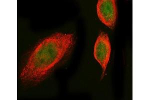 IF analysis of PROX1 using anti-SGT1/ECD antibody (ABIN7601937) and anti-Tubulin Alpha antibody (ABIN7600339). (PROX1 anticorps  (AA 51-737))
