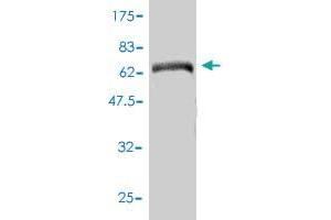 Western Blot detection against Immunogen (78.