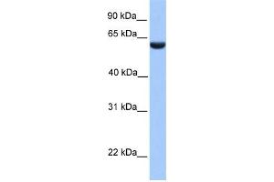 WB Suggested Anti-PHF1 Antibody Titration:  0. (PHF1 anticorps  (N-Term))