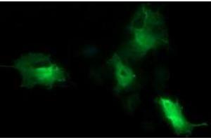 Image no. 5 for anti-Cell Division Cycle 123 Homolog (CDC123) antibody (ABIN1497389) (CDC123 anticorps)