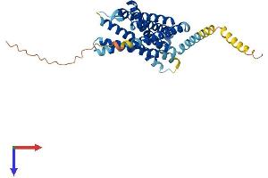 AlphaFold protein structure predicition of Mouse Recombinant Ccr8 Protein, UniprotID P56484